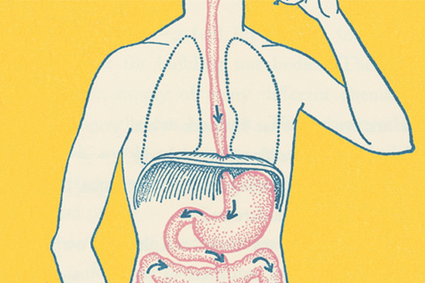 digestive-system